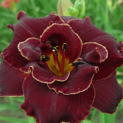 Hemerocallis night embers